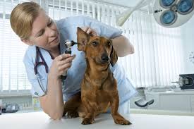 104_clinicaveterinaria